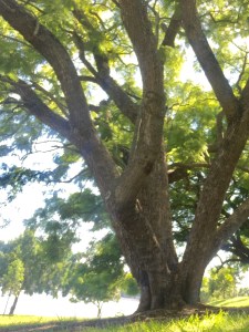 Trees symbolise feminine strength - standing tall and being grounded.