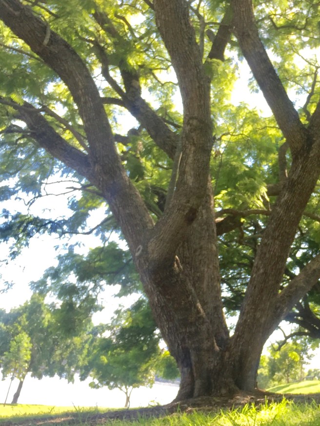 Trees symbolise feminine strength - standing tall and being grounded.